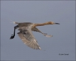 Reddish-Egret;Egret;Flight;flying-bird;one-animal;close-up;color-image;nobody;ph